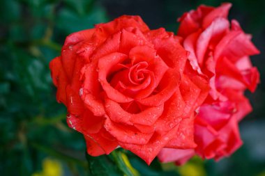 Yağmur Damlacıkları Üzerine Kırmızı Gül 'ün Yakın Çekimi Yağmurdan Sonra Taze Çiçek, Doğa, Romantik Sembol, Bahar Havası, Doğal Güzellik