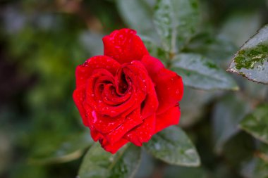 Yağmur Damlacıkları Üzerine Kırmızı Gül 'ün Yakın Çekimi Yağmurdan Sonra Taze Çiçek, Doğa, Romantik Sembol, Bahar Havası, Doğal Güzellik