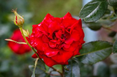 Yağmur Damlacıkları Üzerine Kırmızı Gül 'ün Yakın Çekimi Yağmurdan Sonra Taze Çiçek, Doğa, Romantik Sembol, Bahar Havası, Doğal Güzellik