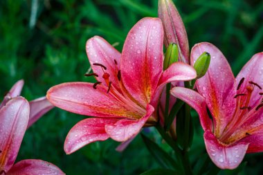 Kırmızı Zambak 'ın Yakın Çekimi Petrol Damlacıkları Üzerindeki Taze Çiçek Yağmurdan Sonra, Doğa, Romantik Sembol, Bahar Havası, Doğal Güzellik