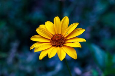 Sarı Heliopsis Çiçeği Yeşil Doğanın Yakın Çekimi Yaz Botanik Macro, Bahçe Çiçeği Çiçeği Çiçek Fotoğrafı