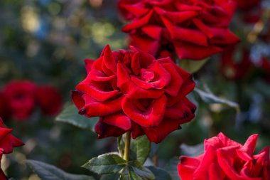 Kırmızı Güller Çiçek Açan Kırmızı Güllerin Yakın Çekimi, Yaz Çiçekleri, Romantik Doğal Çiçek Fotoğrafları