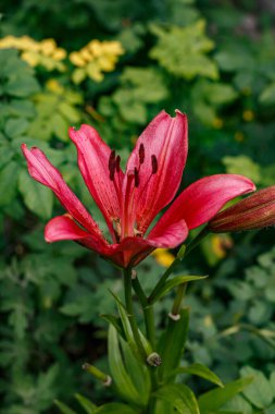 Çiçek açan bahçedeki Pembe Zambak, Yaz Botanik Güzelliği, Doğal Açık Çiçek Makarosu