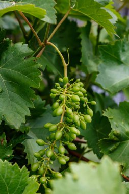 Yeşil üzümler. Olgunlaşmamış meyveler. Üzüm asması. Bahçe. Yaz. Hayvanat bahçesi. Doğa. Tarım. Büyüme.