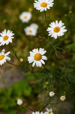 Yeşil Arkaplanlı Yaban Papatya Çiçeği Kapalı Beyaz Yapraklar, Yaz Doğası