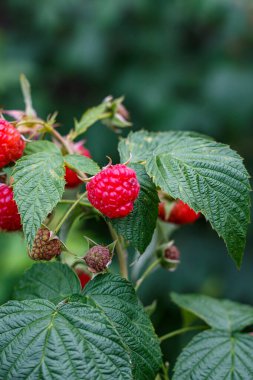 Bahçede Yapraklı Organik Yaz Meyvesi ile Ahududu 'nun Yakın Çekimi