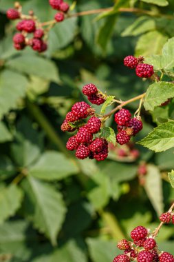 Yeşil yaprakların arasından sarkan taze böğürtlen.
