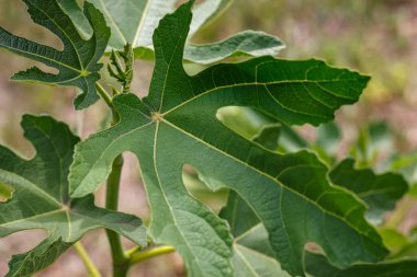 Yeşil incir yapraklarına yakın çekim, belirgin şekilli, makro bitki dalları güneşli bir yaz gününde açık havada.