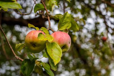 Yazın sonlarında yeşil yapraklar arasında meyve bahçesindeki ağaç dallarındaki elmalar