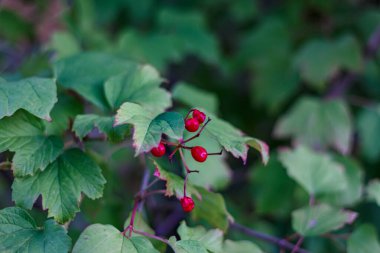 Bright red viburnum berries on a branch with green leaves: autumn harvest, gardening, folk medicine.