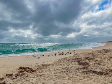 A flock of birds on the beach at Sebastian Inlet state park in Florida.