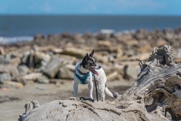 Jekyll Adası Georgia sahilindeki ağaç dallarında poz veren köpek..
