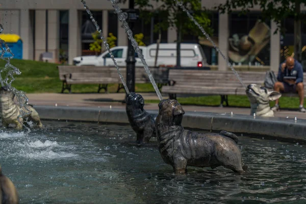 Toronto parkındaki bir çeşmeye köpekler su püskürtüyor.