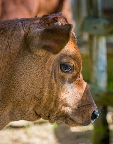A closeup of a cow face in Upper Canada Village