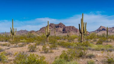 Arka planda mavi gökyüzü olan Arizona kaktüsü.