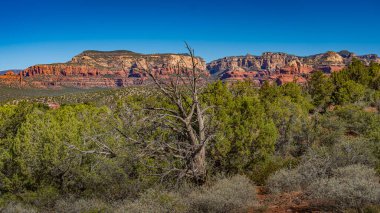 Arka planda Sedona kırmızı kaya oluşumları olan bir ağaç..