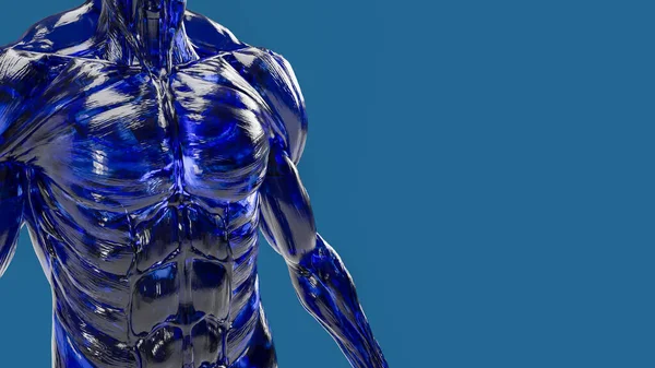 human body muscle on blue background for education or sci concept 3d rendering