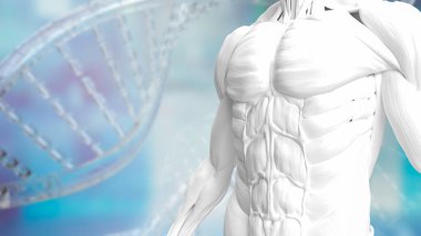 DNA üzerinde beyaz kas modeli bilim ya da sağlık ve sağlık konsepti 3D oluşturma