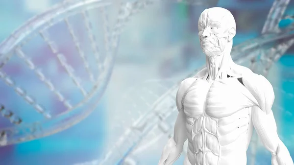 科学や健康と医療の概念のためのDnaの背景の白い筋肉モデル3Dレンダリング — ストック写真