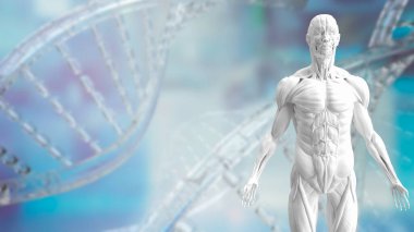 DNA üzerinde beyaz kas modeli bilim ya da sağlık ve sağlık konsepti 3D oluşturma