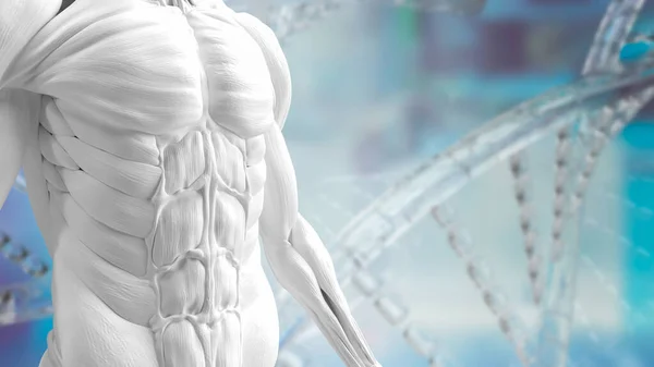 Dna背景下的白色肌肉模型 用于科学或健康和医学概念3D渲染 — 图库照片