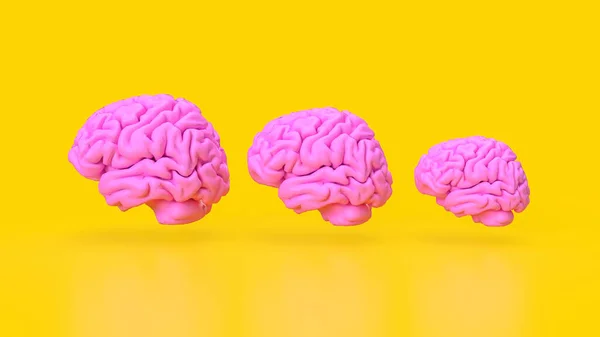 Otak Adalah Organ Yang Kompleks Dan Sangat Terorganisir Yang Berfungsi — Stok Foto