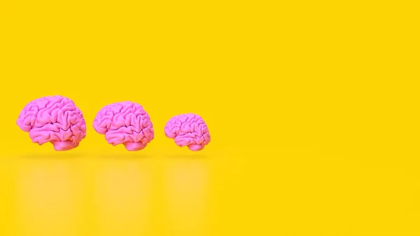 Beyin Insanlarda Dahil Olmak Üzere Çoğu Hayvandaki Sinir Sisteminin Komuta — Stok fotoğraf