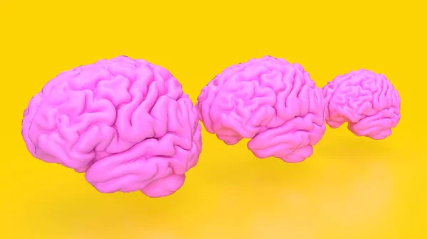 Мозг Представляет Собой Сложный Высокоорганизованный Орган Который Служит Командным Центром — стоковое фото