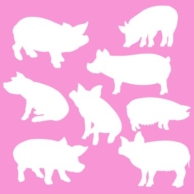 Bilimsel olarak Sus Scrofa, Suidae familyasından bir domuz türü.