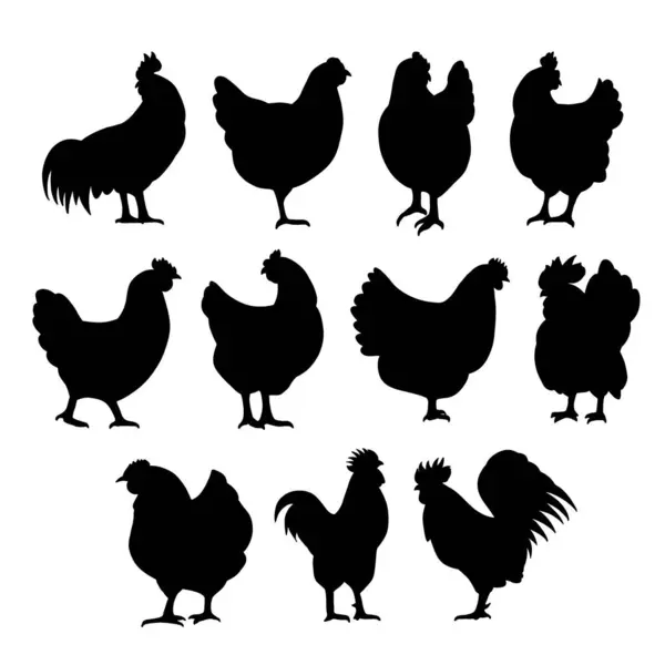 Kyckling Mest Konsumerade Och Mångsidiga Typerna Fjäderfä Världen Det Domesticerad — Stock vektor