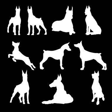 Doberman orta büyüklükte evcil bir Alman köpeğidir.