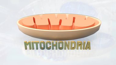 Mitokondri çoğu ökaryotik hücrede bulunan hücresel organellerdir, enerji üretimindeki hayati rolleri nedeniyle hücrenin güç merkezi olarak adlandırılırlar..