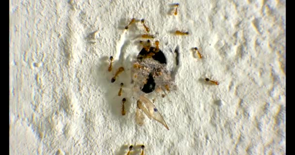 Vahşi Yaşam Konsepti Için Duvar Görüntüleri Üzerinde Çalışan Karıncalar — Stok video