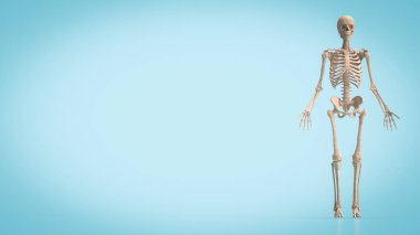 kafatası eğitim veya bilim konsepti 3D oluşturma