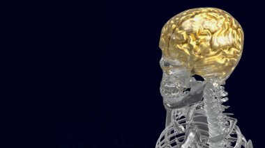 İnsan iskeleti, vücudun iç iskeletidir. Kemik ve kıkırdaktan oluşur. Destek, hareket, koruma gibi birden fazla hayati işlevi var..