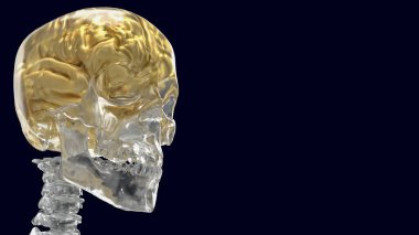 İnsan iskeleti, vücudun iç iskeletidir. Kemik ve kıkırdaktan oluşur. Destek, hareket, koruma gibi birden fazla hayati işlevi var..