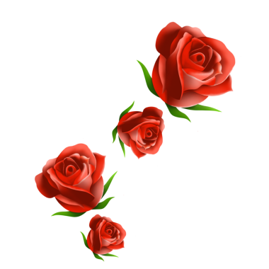 Aşk ya da düğün kavramı için kırmızı gül png imajı.