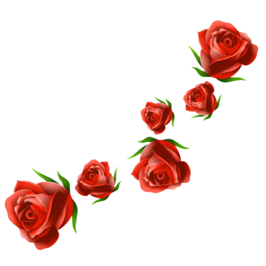 Aşk ya da düğün kavramı için kırmızı gül png imajı.