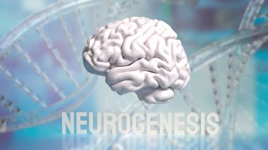 Nörogenez, beyinde yeni nöronların (sinir hücrelerinin) oluştuğu süreçtir. Bu süreç embriyonik ve erken yaşam evrelerinde beyin gelişimi için kritiktir..