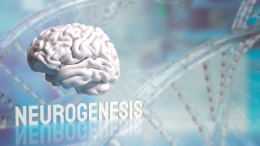 Nörogenez, beyinde yeni nöronların (sinir hücrelerinin) oluştuğu süreçtir. Bu süreç embriyonik ve erken yaşam evrelerinde beyin gelişimi için kritiktir..