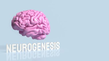 Neurogenesis is the process by which new neurons (nerve cells) are formed in the brain. This process is critical for brain development during embryonic and early life stages. clipart