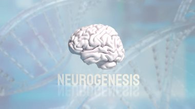Nörogenez, beyinde yeni nöronların (sinir hücrelerinin) oluştuğu süreçtir. Bu süreç embriyonik ve erken yaşam evrelerinde beyin gelişimi için kritiktir..