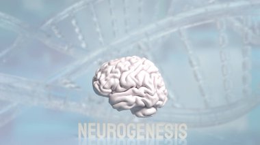 Nörogenez, beyinde yeni nöronların (sinir hücrelerinin) oluştuğu süreçtir. Bu süreç embriyonik ve erken yaşam evrelerinde beyin gelişimi için kritiktir..