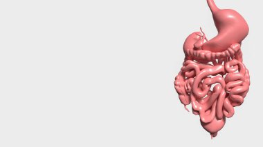 Viscera, özellikle karın boşluğundakiler olmak üzere vücudun ana boşluklarında bulunan iç organları ifade eder. Bu organlar sindirim gibi çeşitli vücut fonksiyonları için hayati önem taşır..