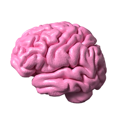 Bilim veya eğitim konsepti için beyin 3D yorumlama.