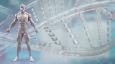 Tıp veya eğitim konsepti için insan anatomisi 3D yorumlama.