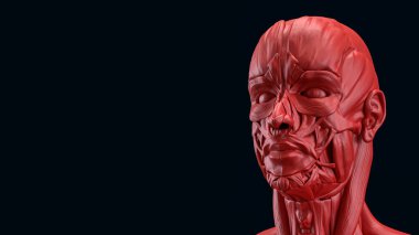 Tıp veya eğitim konsepti için insan anatomisi 3D yorumlama.