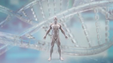 Tıp veya eğitim konsepti için insan anatomisi 3D yorumlama.