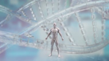 Tıp veya eğitim konsepti için insan anatomisi 3D yorumlama.