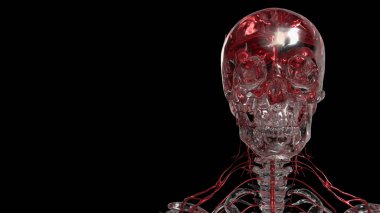 Kristal Skelton Bilim veya Eğitim Konsepti 3D Hazırlama.